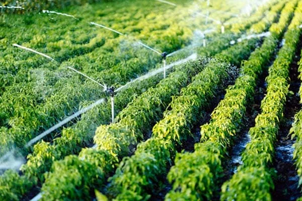 Hình ảnh minh họa (2)