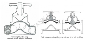 Van dạng màng